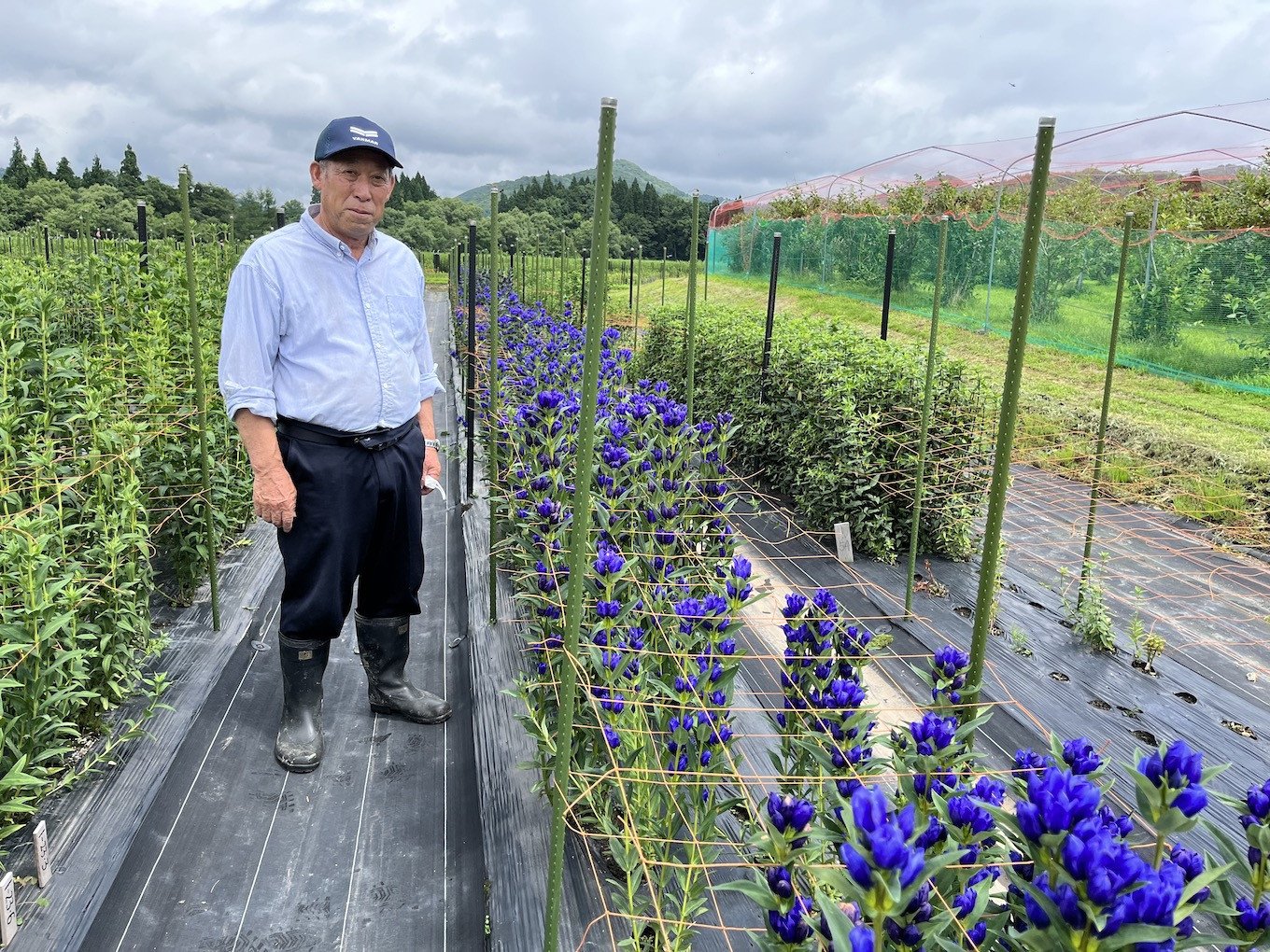 西和賀町・貝沢地区のりんどう農家、南川信一さん。長年、りんどうの栽培と品種改良に取り組んできました