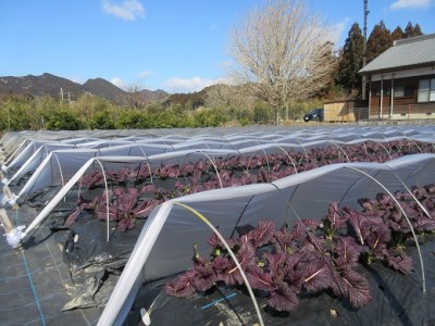 熊野特産　たかな漬「めはり」100g×5袋【化粧箱入り】【astk0001】