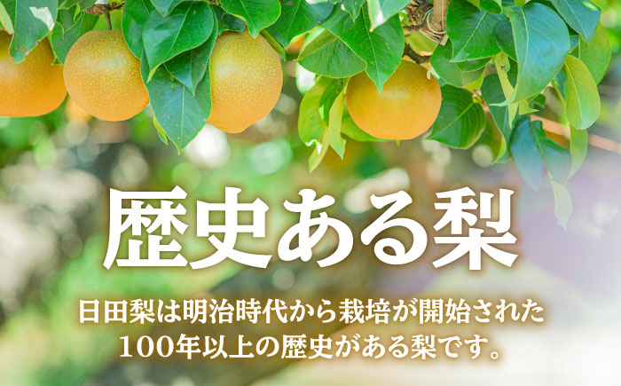 【先行予約】日田梨 新高 5kg 日田市 / 日田梨協同組合 [ARBB004]
