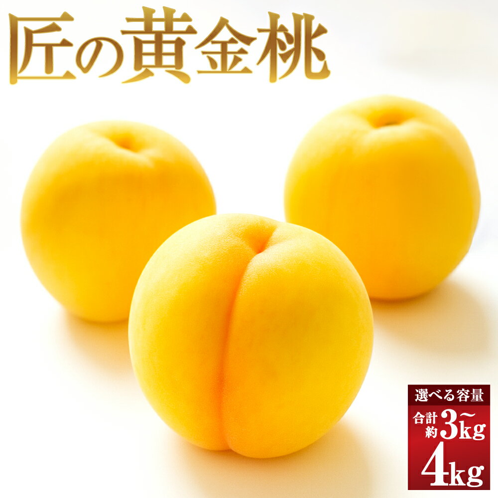 【ふるさと納税】岡山県産 黄色い桃 匠の黄金桃 約3kg箱（6～9玉） / 約4kg箱（10～15玉）＜選べる内容量＞ 黄金桃 桃 もも モモ フルーツ くだもの 果物 果実 デザート 冷蔵 国産 岡山県 倉敷市 送料無料 【2026年8月下旬～9月下旬発送予定】