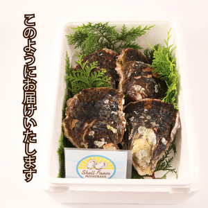 殻付き 岩牡蠣 4個 加熱用 | 牡蠣牡蠣牡蠣牡蠣牡蠣