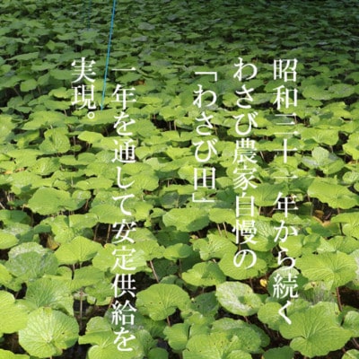 【生産者直送】宮守特産わさび 真妻(生) 200g(3〜4本)【わさび用おろし金付き】【配送不可地域：離島】【1332087】