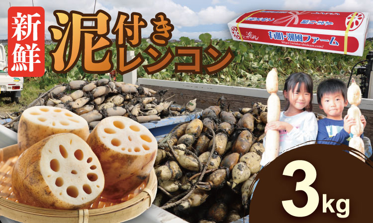 佐賀県産泥付きレンコン（3kg） 有明・潮風ファーム  送料無料 農家直送 九州 佐賀 続々高評価 蓮根 野菜 根菜  サラダ マリネ 佐賀県 小城市