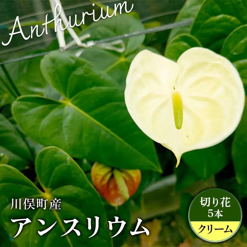 川俣町産 アンスリウム クリーム 福島県 ハウス 栽培 インテリア 自然 植物 花 切り花 FAF-0240