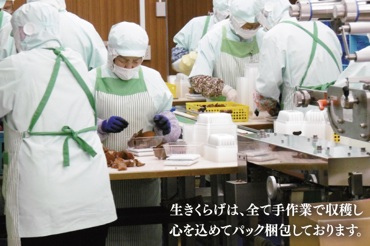 KL-3 コリコリ食感!生きくらげ