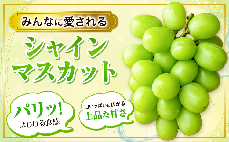 【先行予約】厳選 訳あり シャインマスカット 約 1.3kg 2房《2025年9月中旬-11月上旬頃出荷》岡山県 浅口市 シャインマスカット ぶどう フルーツ 果物 贈り物 ギフト 国産 岡山県産 送