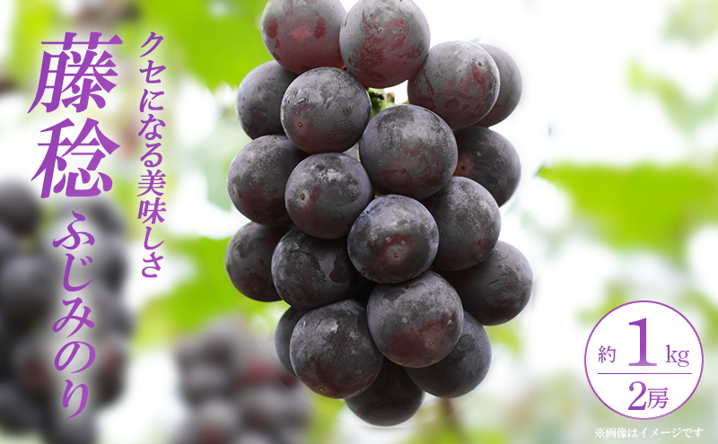 【8月中旬発送】藤稔（ぶどう） 果物 フルーツ 