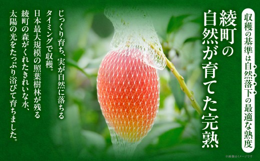 【全2回お届け】太陽のタマゴ 3L×2玉［T21］定期便 フルーツ 果物 くだもの 2027年 完熟マンゴー 国産 宮崎マンゴー マンゴージュース 南国フルーツ おすすめ デザート ギフト 贈り物 プ