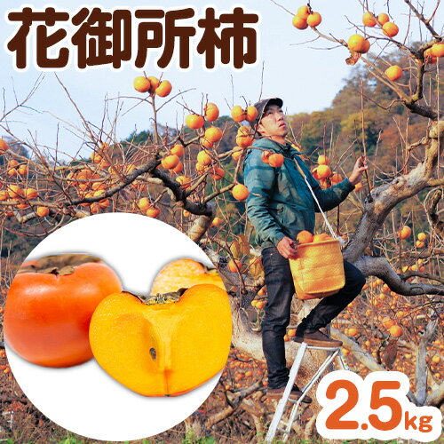 【ふるさと納税】【先行予約】樹齢100年の古木から採れる花御所柿 2.5kg 岡崎ファーム《12月上旬-12月末頃出荷》鳥取県 八頭町 柿 かき カキ 花御所柿 果物 フルーツ