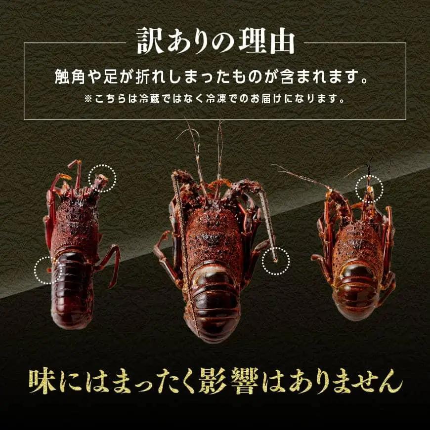 【訳あり！】【漁協直送！】冷凍伊勢海老1kg（2～7尾） 【 伊勢海老 イセエビ 訳あり 魚介 】