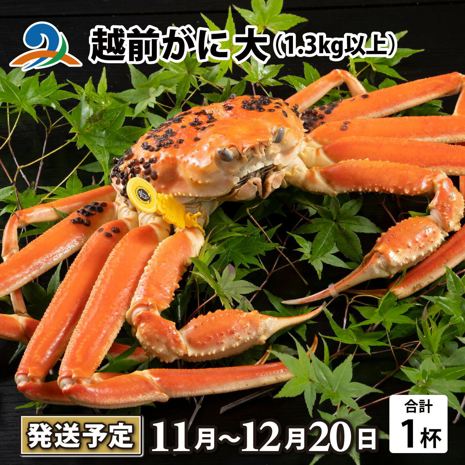 【ふるさと納税】【先行予約】越前がに 大 （1.3kg以上） 1杯【11月中旬より順次発送予定】/ 雄 ズワイガニ ずわいがに ズワイ蟹 越前ガニ ボイル 冷蔵 ご自宅用 カニ しゃぶしゃぶ 海鮮 カニすき カニ鍋 カニしゃぶ かに 国産 南越前町 送料無料