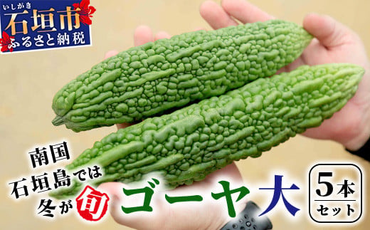 南国石垣島では冬が旬！朝採れ「ゴーヤ」大5本セット！減農薬！最優秀賞受賞の農家から！2026年1月上旬～2026年2月中旬頃まで順次発送【 沖縄 石垣 石垣島 石垣島産 フレッシュ ゴーヤ 減農薬 特