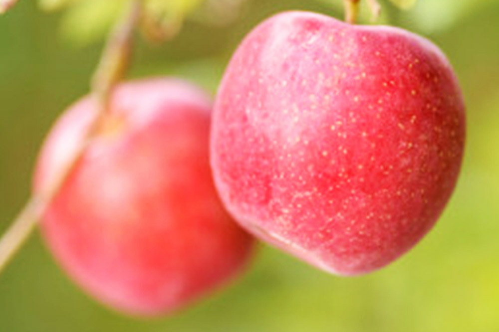 りんご 平均糖度12度以上！ 早生ふじ 約5kg 訳あり【先行受付】 青森 果物 フルーツ 林檎 リンゴ くだもの 不揃い 規格外 予約