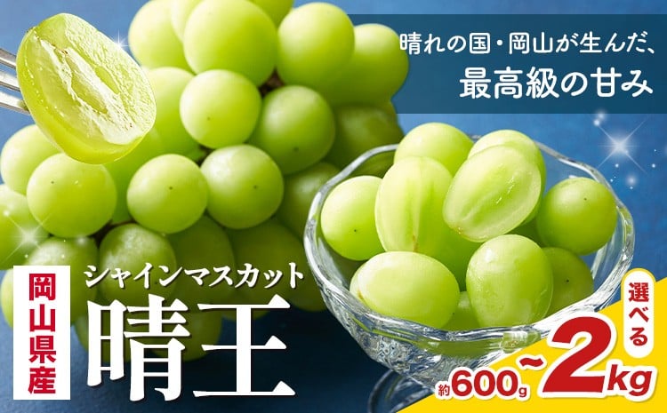 
            【2026年先行予約】 岡山県産 シャインマスカット 晴王 選べる 計600g～5kg 株式会社はちや《2026年7月上旬‐8月下旬頃出荷》岡山県 浅口市 ぶどう 葡萄 フルーツ ギフト 果物 デザート 国産【配送不可地域あり】
          