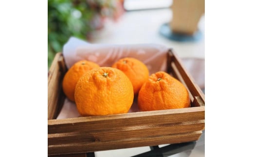 
                  有田育ちの濃厚不知火(ご家庭用) 約2.5kg［先行予約］［MS40］
                