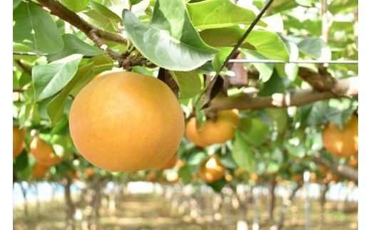 
                  にっこり　5kg箱（梨）【フルーツ 果物 くだもの 食品 人気 おすすめ 】
                