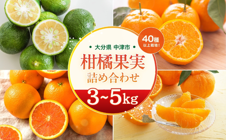 【期間限定】おはら果樹園果実詰め合わせ 3～5kg | フルーツ 果物 くだもの 果実 柑橘 柑橘類 セット 詰め合わせ ( みかん ポンカン はるみ 不知火 等) おはら果樹園 国産 産地直送 大分県 中津市