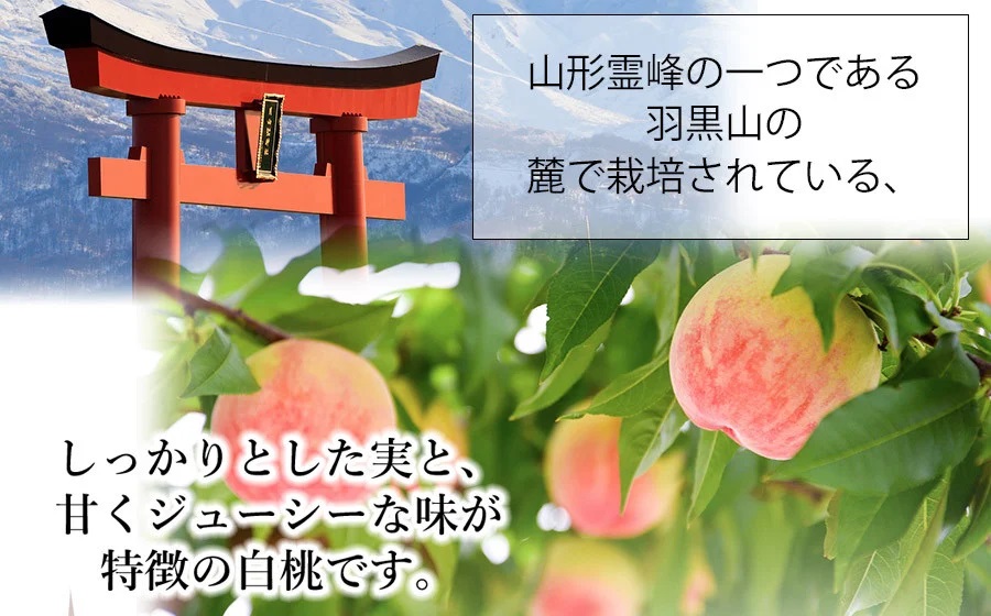 【令和8年産先行予約】JA庄内たがわの桃（品種おまかせ） 約2kg（5～9玉入） 鶴岡市羽黒地域産　K-830
