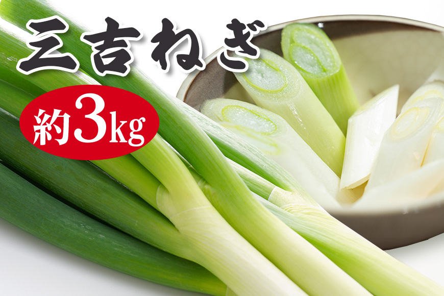 特選ネギ 約3kg ねぎ ネギ 葱 野菜 青果 三吉ねぎ 冷蔵 常陸大宮 茨城 【小野瀬農園】【ho1415】