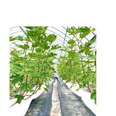 ふるさと納税 うきは市 【2026年産先行受付】いちじく(とよみつひめ4パック) U102-2OF-FG04 |  | 03