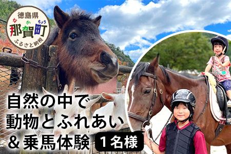 自然の中で動物とふれあい＆乗馬体験 1名【徳島県 那賀町 乗馬 馬 動物 体験チケット 体験型 観光乗馬 ふれあい 観光 旅行 遊び アクティビティ お出かけ レジャー アウトドア アニマルセラピー 癒し リフレッシュ クラブコルツ】CC-1