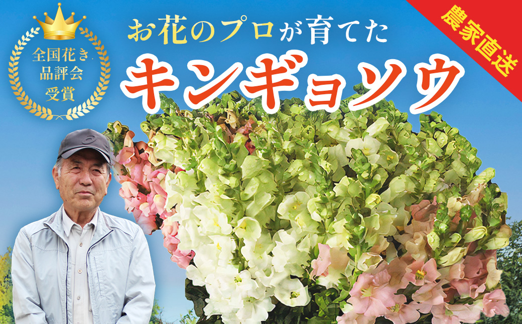 【先行予約・限定5セット・11月中旬〜3月下旬配送】キンギョソウ（20本前後）