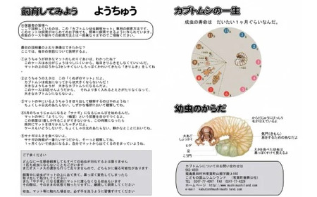 【先行予約】 カブトムシ 幼虫観察セット 2026年5月発送 福島県 田村市