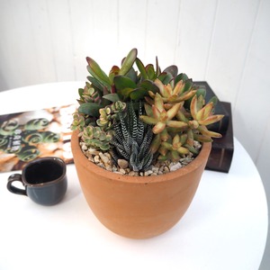京都 多肉 寄せ植え テラコッタ 多肉植物 植物 インテリア 観葉植物