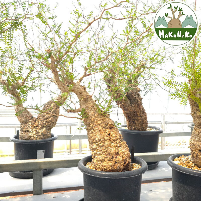 【ふるさと納税】オペルクリカリア・パキプス「塊根植物の王様」(発根管理済) Z11｜観葉植物 コーデックス 盆栽 鉢植え インテリア ハコネコ [0597r]