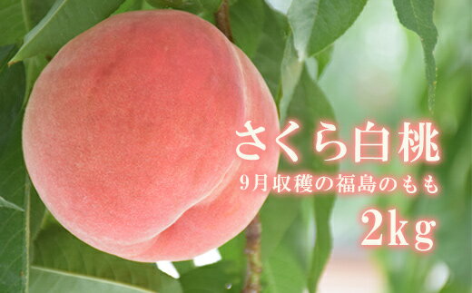 【ふるさと納税】No.2236もも さくら白桃 約2kg【2025年発送】
