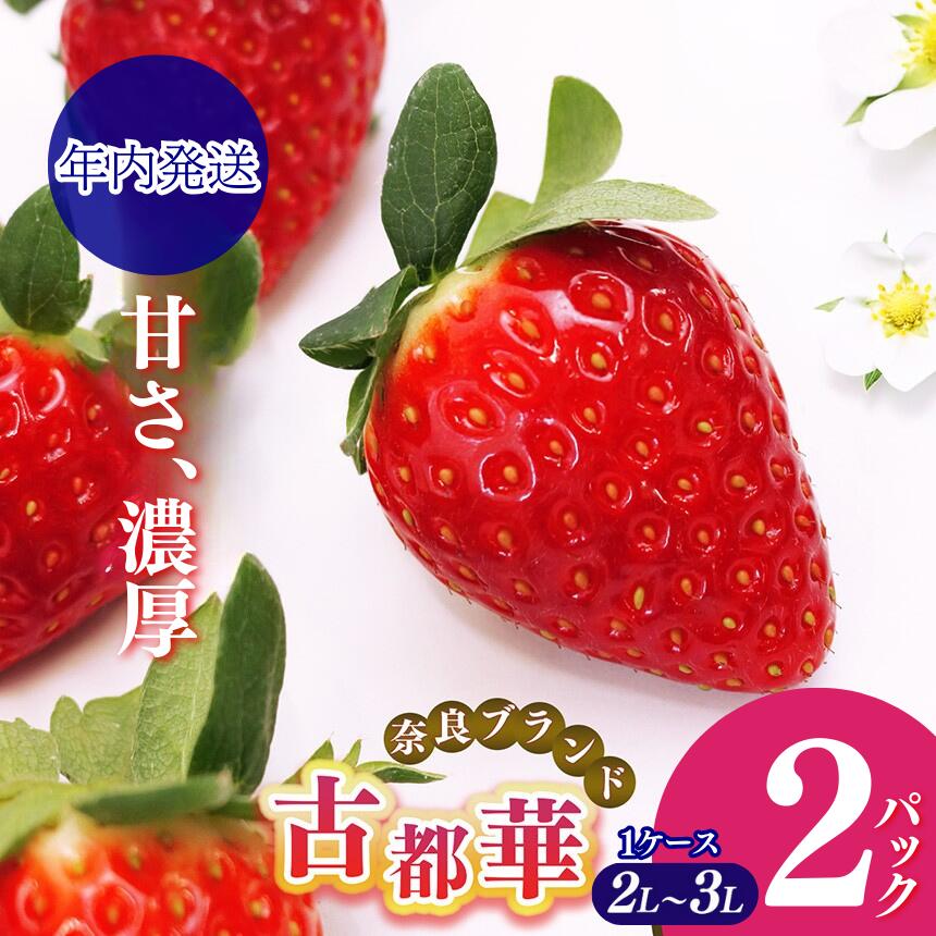 【ふるさと納税】《 年内発送 》いちご 平群の「 古都華 」 2L ～ 3L サイズ （2パック 1ケース） 計2パック | 数量限定!! 期間限定 フルーツ 果物 くだもの ブランド 苺 甘い 大人気 12月発送 旬 送料無料 濃厚 産地直送 辻本農園 奈良県 平群町