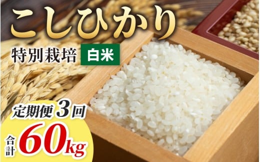【令和7年産】【3ヶ月定期便】こしひかり 20kg ×3回 計 60kg【白米】　減農薬・減化学肥料 「特別栽培米」－地球にやさしいお米－