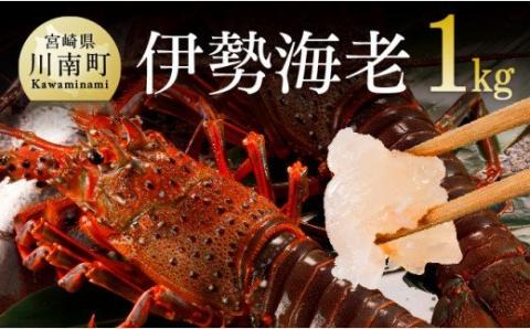 伊勢海老1kg（2～4尾） 【 魚介類 えび 伊勢えび イセエビ 】[C01701]