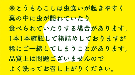 【 訳あり 】【 令和7年産 】【先行予約 2025年6月下旬以降発送 】【数量限定】 朝採り 白い とうもろこし ピュアホワイト 約6kg トウモロコシ コーン 旬 BBQ バーベキュー 夏野菜 甘
