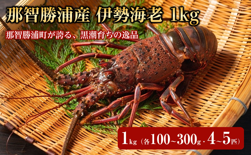 那智勝浦産 伊勢海老 1kg（各100～300g・4～5匹）