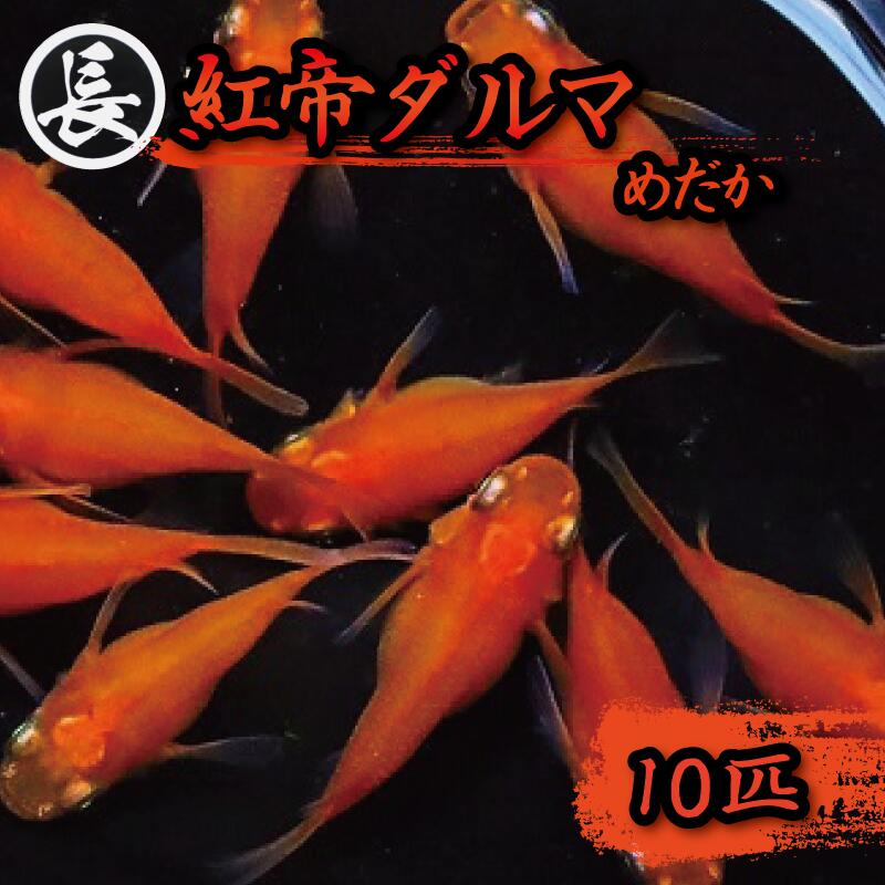 【ふるさと納税】 魚介 魚類 魚 紅帝ダルマ 10匹 めだか 飼育 おすすめ 水槽 インテリア 生物 鑑賞 美 静岡県 牧之原市 丸長