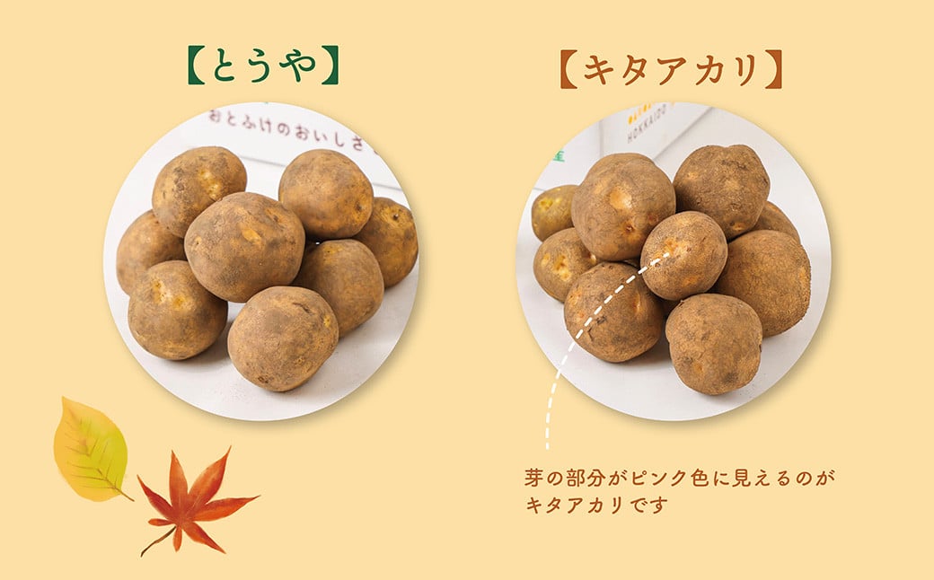 北海道おとふけ産 人気のじゃがいも 2種セット「キタアカリ・とうや」合計9kg 【B73】