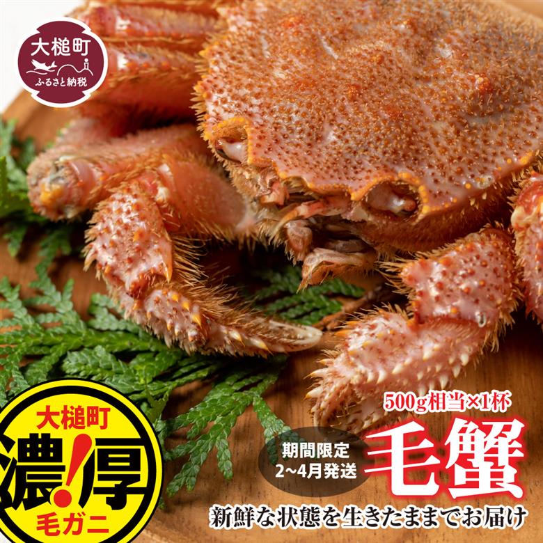 【令和8年発送先行予約】三陸産！活毛ガニ 500g×1杯【08】【2026年2月～4月発送】