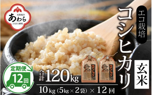 【先行予約】【令和6年産】《定期便12回》エコ栽培コシヒカリ 玄米10kg（5kg×2袋）計120kg ／ 鮮度抜群 福井県産 こしひかり ご飯 新鮮 玄米 新米 ※2024年10月上旬より準備出来次第発送