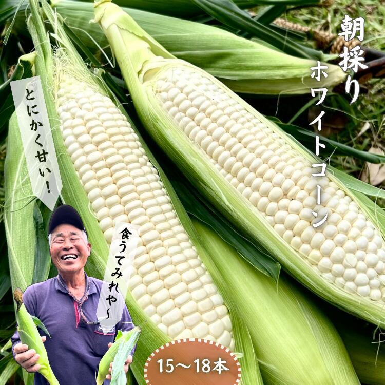 【ふるさと納税】 種子島 産 ホワイトコーン（15〜18本）6月期間限定