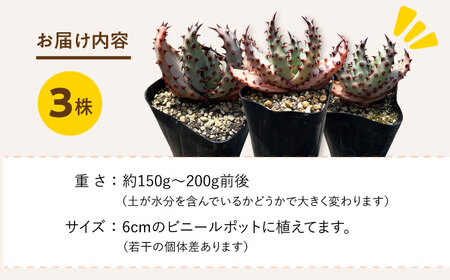実生アロエ Aloe marlothii 3株 長与町/アグリューム [EAI087]  観葉植物 アガベ 多肉植物 苗 植物 あがべ