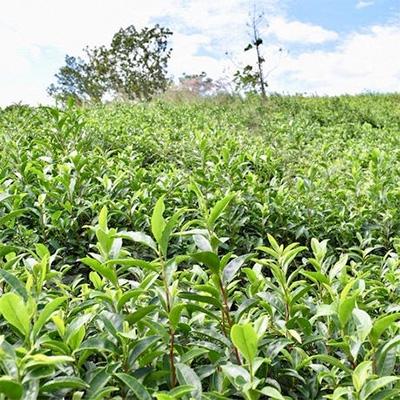 ふるさと納税 木津川市 【京都産】加茂自然農園 和CHAセット(5種類) |  | 02
