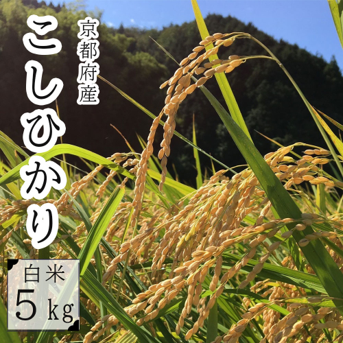 【令和6年度産 新米 発送開始 】コシヒカリ 5kg 精米 白米 京都 舞鶴 霜尾農園 農家直送 お米 米 ご飯 白ご飯 ごはん 主食 こしひかり