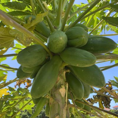 ふるさと納税 豊見城市 琉球黄金バナナ・パパイヤ・パパイヤシリシリの詰め合わせセット |  | 02