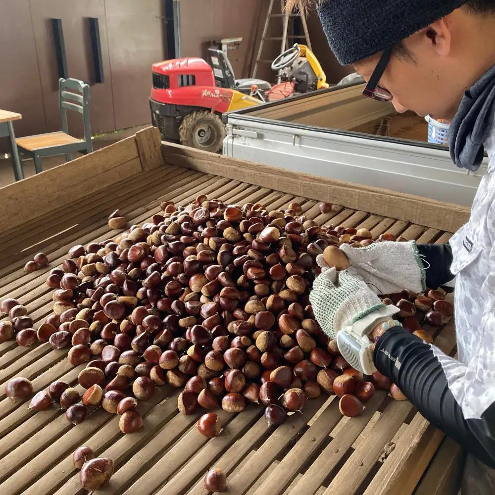 鶴沼 の 栗 1kg (桜川市・石岡市共通返礼品) 和栗 国産栗 くり 栗 生栗 先行予約 2026年9月上旬発送開始 オーガニック肥料 果じゅまる園 [DQ001sa]