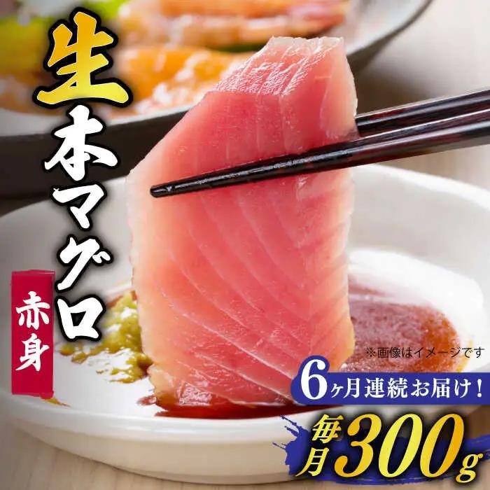 【全6回定期便】五島列島産養殖生本かみマグロ 赤身 300g[RBP024] 本マグロ 本まぐろ 本鮪 本マグロ 本まぐろ 本鮪 本マグロ 本まぐろ 本鮪 本マグロ 本まぐろ 本鮪九州 長崎