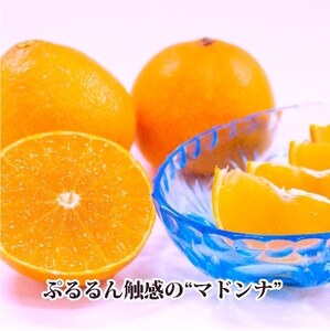 2025年11月発送開始　ぷるぷる新食感!「マドンナ」+濃厚!「小玉みかん」約5kg【C39-32】【1252242】