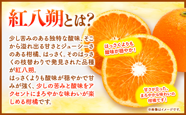 【先行予約】紅八朔 約10kg 長岡農園《2026年3月下旬-5月中旬頃出荷》 和歌山県 日高川町 紅八朔 八朔 はっさくハッサク