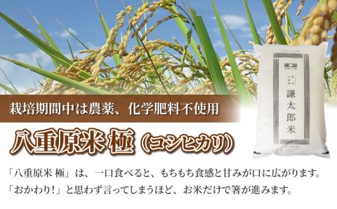 【太陽と大地】八重原産コシヒカリ白米「極」（栽培期間中農薬化学肥料不使用）８kg