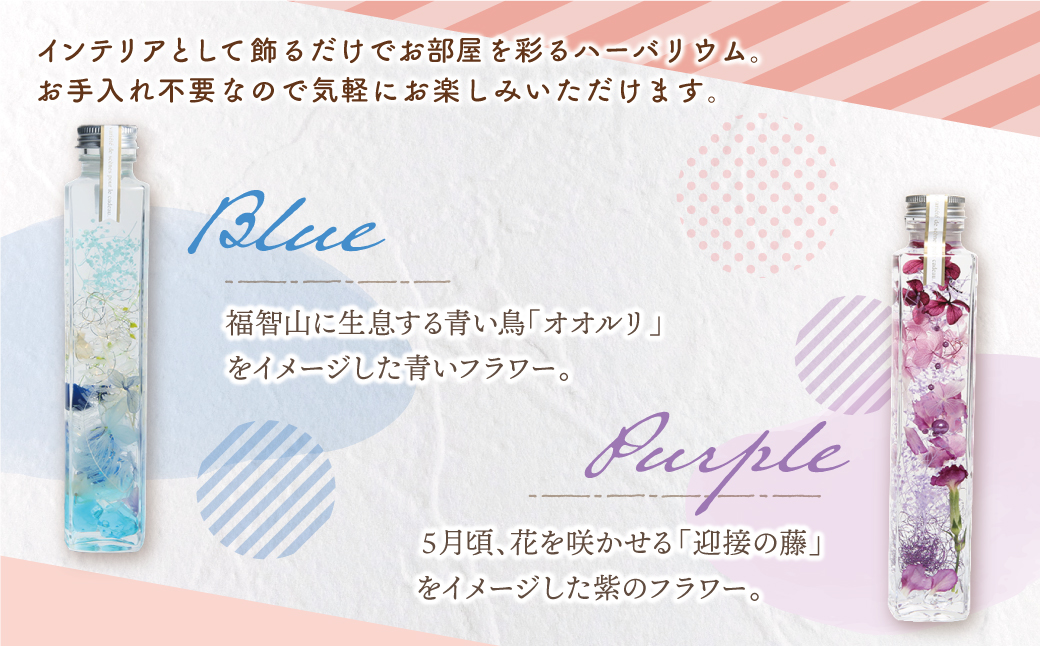 ﾊｰﾊﾞﾘｳﾑ2本セット「福智の煌」　【青×紫】